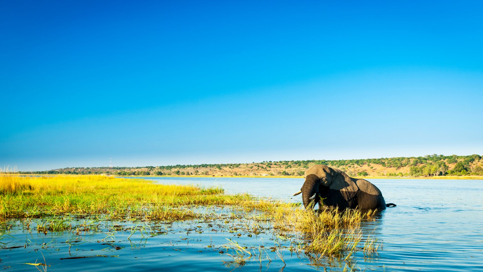 CHOBE