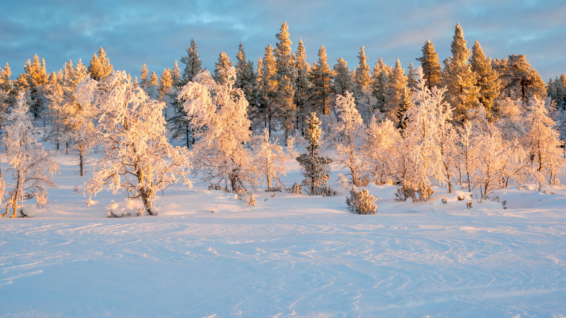 SAARISELKÄ